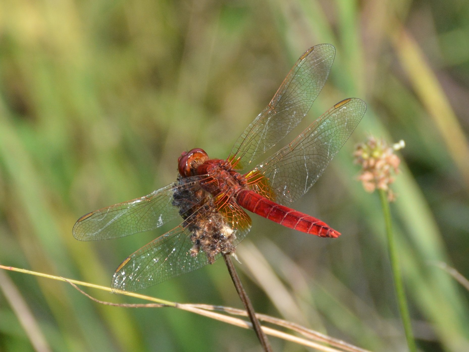 Crocothemis erythraea, maschio